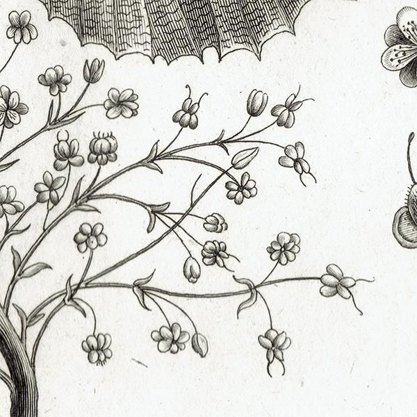 Υ ܥ˥륢 Curatella / Ablania  ʪ 1793ǯ Pl.479 ե ޥ륯 (Lamarck) 1054<img class='new_mark_img2' src='https://img.shop-pro.jp/img/new/icons5.gif' style='border:none;display:inline;margin:0px;padding:0px;width:auto;' />