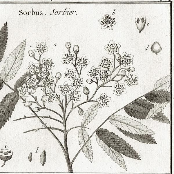 Υ ܥ˥륢 Sorbus / Sefuvium  ʪ 1793ǯ Pl.434 ե ޥ륯 (Lamarck) 1055<img class='new_mark_img2' src='https://img.shop-pro.jp/img/new/icons5.gif' style='border:none;display:inline;margin:0px;padding:0px;width:auto;' />