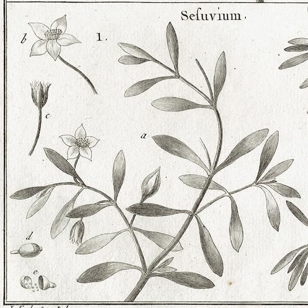 Υ ܥ˥륢 Sorbus / Sefuvium  ʪ 1793ǯ Pl.434 ե ޥ륯 (Lamarck) 1055<img class='new_mark_img2' src='https://img.shop-pro.jp/img/new/icons5.gif' style='border:none;display:inline;margin:0px;padding:0px;width:auto;' />