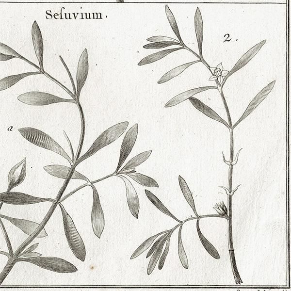 Υ ܥ˥륢 Sorbus / Sefuvium  ʪ 1793ǯ Pl.434 ե ޥ륯 (Lamarck) 1055<img class='new_mark_img2' src='https://img.shop-pro.jp/img/new/icons5.gif' style='border:none;display:inline;margin:0px;padding:0px;width:auto;' />