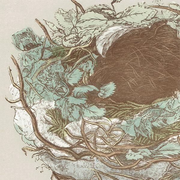 バードエッグ（鳥の卵）GREENFINCH / アオカワラヒの卵と巣 1896