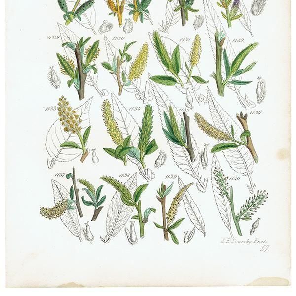 ꥹ ƥ ܥ˥륢 ʥʤοʪWillow  (British wild flowers)  1876ǯ 0716<img class='new_mark_img2' src='https://img.shop-pro.jp/img/new/icons5.gif' style='border:none;display:inline;margin:0px;padding:0px;width:auto;' />
