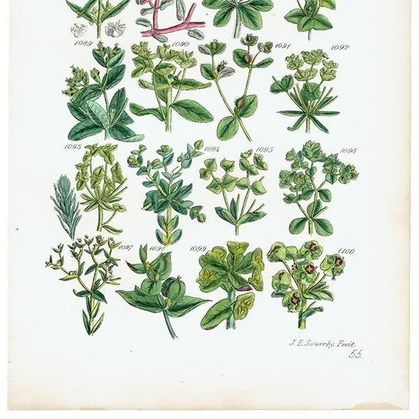 ꥹ ƥ ܥ˥륢 ޡ꡼ȥ°ʤ  (British wild flowers)  1876ǯ 0717<img class='new_mark_img2' src='https://img.shop-pro.jp/img/new/icons5.gif' style='border:none;display:inline;margin:0px;padding:0px;width:auto;' />