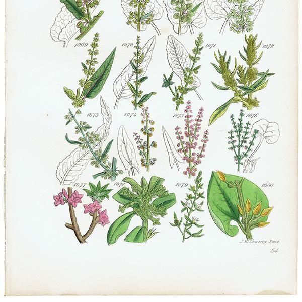 ꥹ ƥ ܥ˥륢 ̥°°ʤ  (British wild flowers)  1876ǯ 0718<img class='new_mark_img2' src='https://img.shop-pro.jp/img/new/icons5.gif' style='border:none;display:inline;margin:0px;padding:0px;width:auto;' />