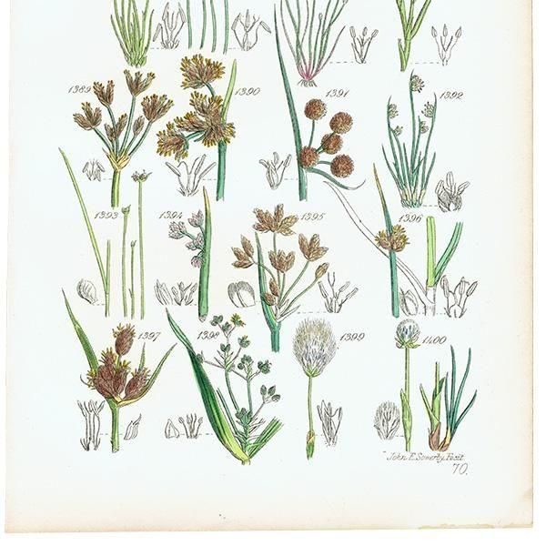 ꥹ ƥ ܥ˥륢 ߥť°ϥꥤ°勵°ʤ  (British wild flowers)  1876ǯ 0720<img class='new_mark_img2' src='https://img.shop-pro.jp/img/new/icons5.gif' style='border:none;display:inline;margin:0px;padding:0px;width:auto;' />