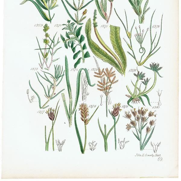 ꥹ ƥ ܥ˥륢 ҥॷ°ĥʡĥꥰ°ʤ  (British wild flowers)  1876ǯ 0722<img class='new_mark_img2' src='https://img.shop-pro.jp/img/new/icons5.gif' style='border:none;display:inline;margin:0px;padding:0px;width:auto;' />