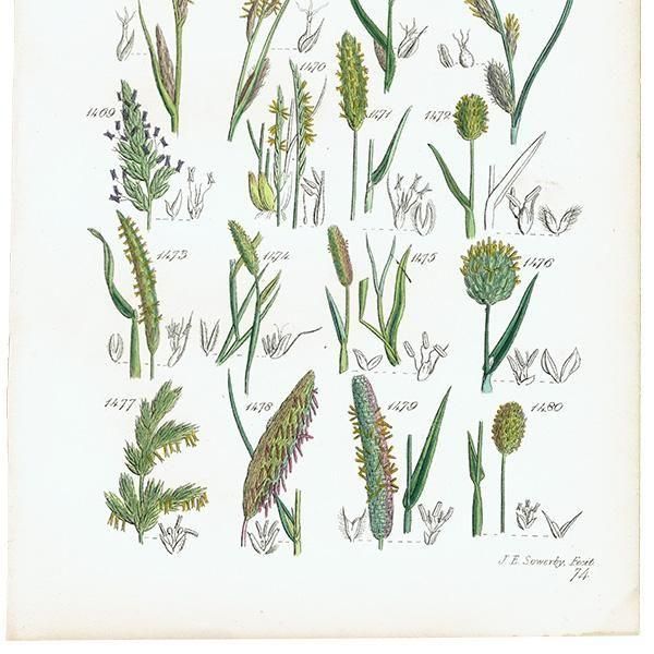 ꥹ ƥ ܥ˥륢 °ϥ륬°塞°ʤ  (British wild flowers)  1876ǯ 0723<img class='new_mark_img2' src='https://img.shop-pro.jp/img/new/icons5.gif' style='border:none;display:inline;margin:0px;padding:0px;width:auto;' />