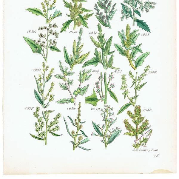 ꥹ ƥ ܥ˥륢 °ϥޥ°ʤ  (British wild flowers)  1876ǯ 0724<img class='new_mark_img2' src='https://img.shop-pro.jp/img/new/icons5.gif' style='border:none;display:inline;margin:0px;padding:0px;width:auto;' />