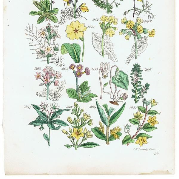ꥹ ƥ ܥ˥륢 ॷȥꥹߥ°̥°°ʤ  (British wild flowers)  1876ǯ 0726<img class='new_mark_img2' src='https://img.shop-pro.jp/img/new/icons5.gif' style='border:none;display:inline;margin:0px;padding:0px;width:auto;' />