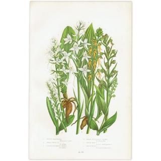 ボタニカルアート（植物画）Botanical アンティーク ヴィンテージの