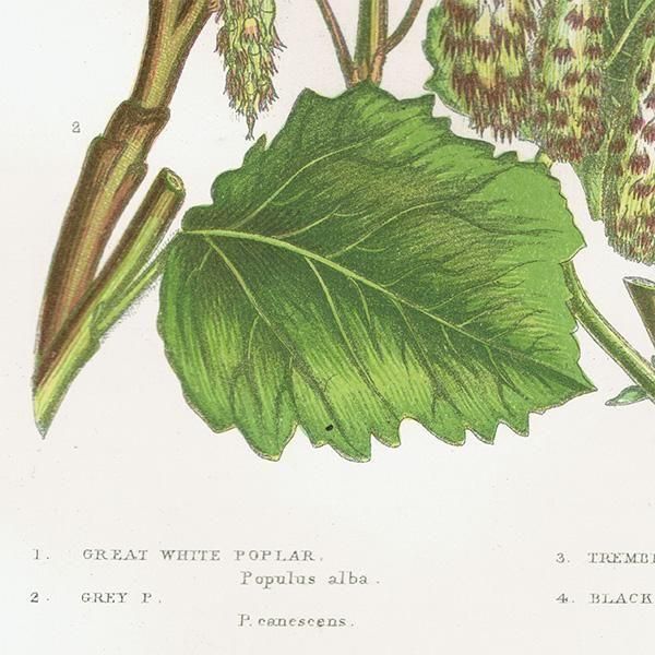 ボタニカルアート ポプラ、ヤマナラシなど 植物画 1899年 アン