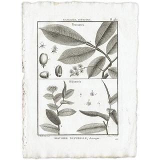 北欧　ボタニカルアート　アンティーク Amazon.co.jp: イギリス アンティーク ボタニカルアート植物画