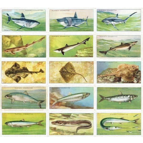 ꥹ åȥ ε꡼ SEA FISHES 50ե륻å 1935ǯ 1001