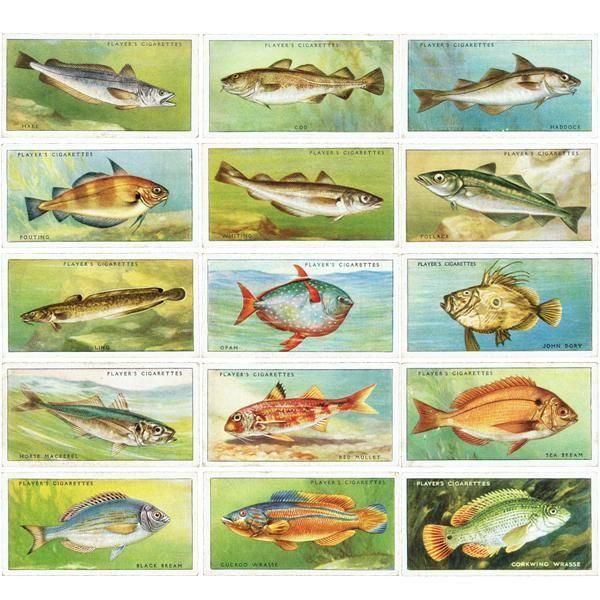 ꥹ åȥ ε꡼ SEA FISHES 50ե륻å 1935ǯ 1001