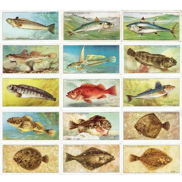 ꥹ åȥ ε꡼ SEA FISHES 50ե륻å 1935ǯ 1001