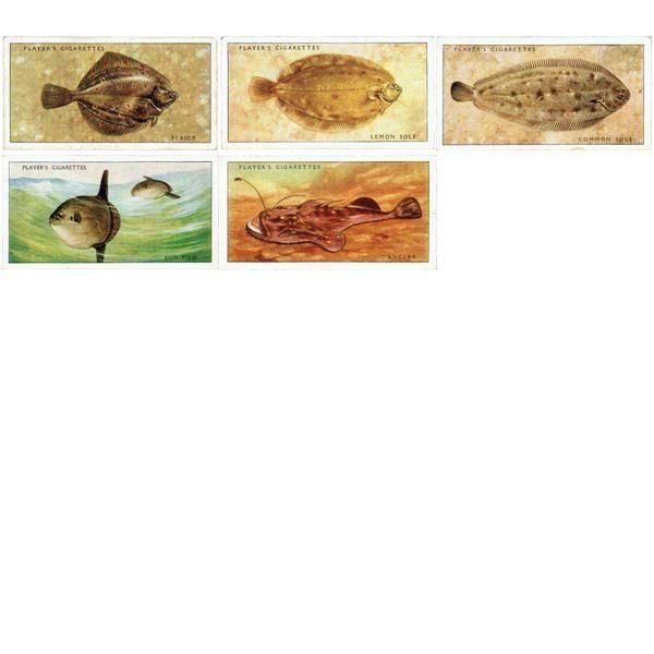 ꥹ åȥ ε꡼ SEA FISHES 50ե륻å 1935ǯ 1001