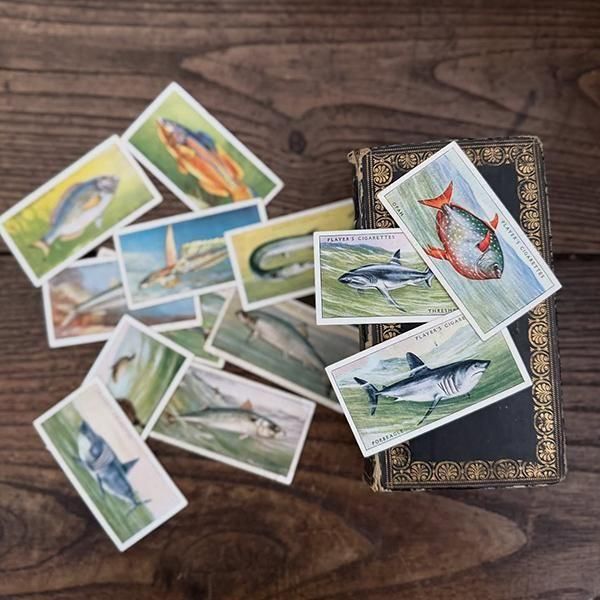 ꥹ åȥ ε꡼ SEA FISHES 50ե륻å 1935ǯ 1001