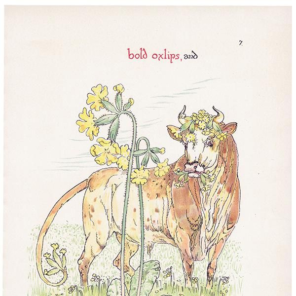 ץ顦ƥOxlip Flowers from Shakespeares Garden  륿쥤 1906ǯ  | 2006