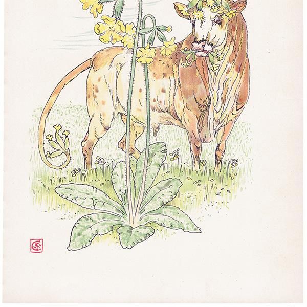 ץ顦ƥOxlip Flowers from Shakespeares Garden  륿쥤 1906ǯ  | 2006