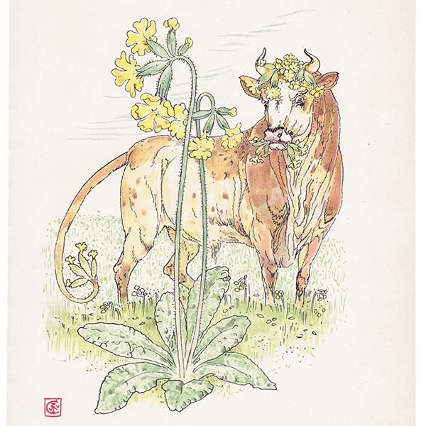 ץ顦ƥOxlip Flowers from Shakespeares Garden  륿쥤 1906ǯ  | 2006