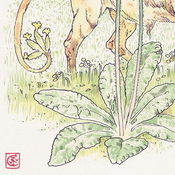 ץ顦ƥOxlip Flowers from Shakespeares Garden  륿쥤 1906ǯ  | 2006