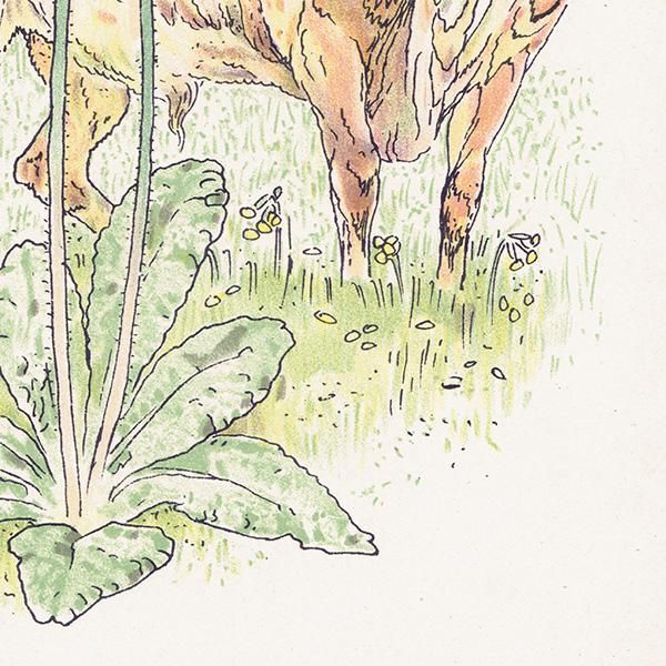 ץ顦ƥOxlip Flowers from Shakespeares Garden  륿쥤 1906ǯ  | 2006