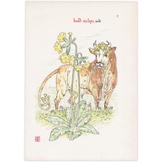 ץ顦ƥOxlip Flowers from Shakespeares Garden  륿쥤 1906ǯ  | 2006