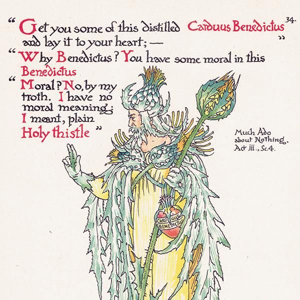 ʤ륢ߡHoly Thistle Flowers from Shakespeares Garden  륿쥤 1906ǯ  | 2008