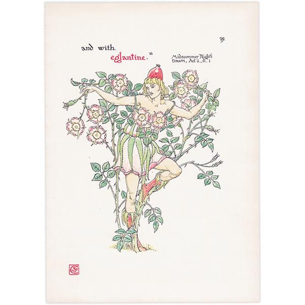 磻ɥEglantine Flowers from Shakespeares Garden  륿쥤 1906ǯ  | 2009