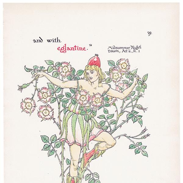 磻ɥEglantine Flowers from Shakespeares Garden  륿쥤 1906ǯ  | 2009