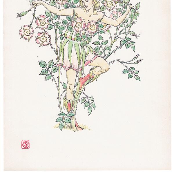磻ɥEglantine Flowers from Shakespeares Garden  륿쥤 1906ǯ  | 2009