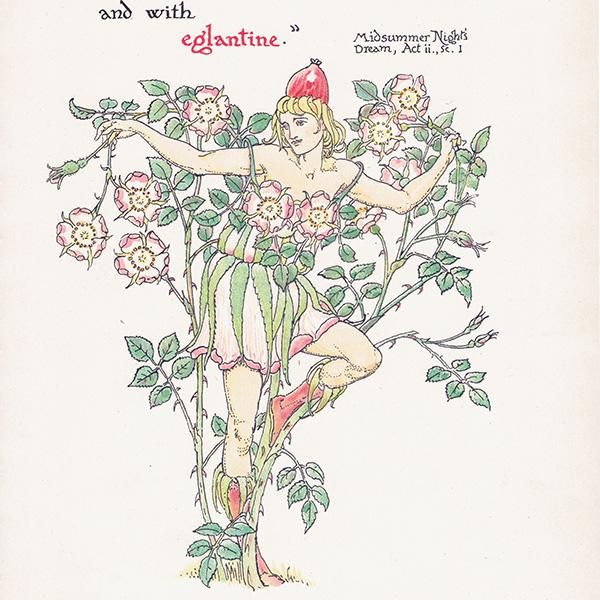 磻ɥEglantine Flowers from Shakespeares Garden  륿쥤 1906ǯ  | 2009