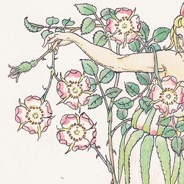 磻ɥEglantine Flowers from Shakespeares Garden  륿쥤 1906ǯ  | 2009