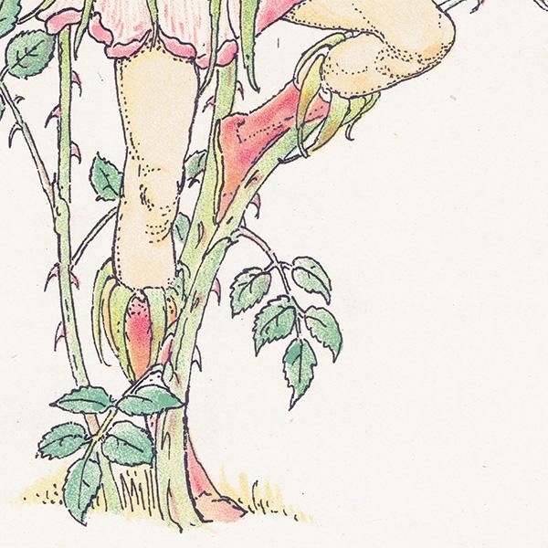 磻ɥEglantine Flowers from Shakespeares Garden  륿쥤 1906ǯ  | 2009