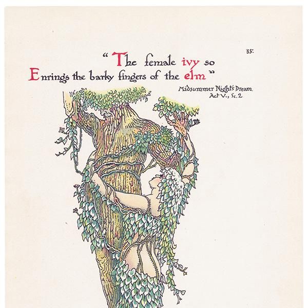 ӡIvy Flowers from Shakespeares Garden  륿쥤 1906ǯ  | 2012