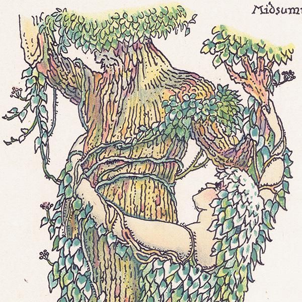 ӡIvy Flowers from Shakespeares Garden  륿쥤 1906ǯ  | 2012