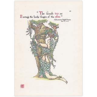 ӡIvy Flowers from Shakespeares Garden  륿쥤 1906ǯ  | 2012