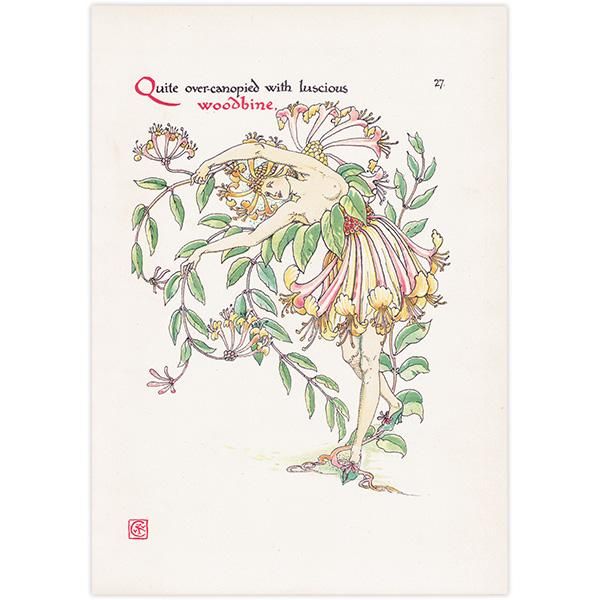 ϥˡåWoodbine Flowers from Shakespeares Garden  륿쥤 1906ǯ  | 2014