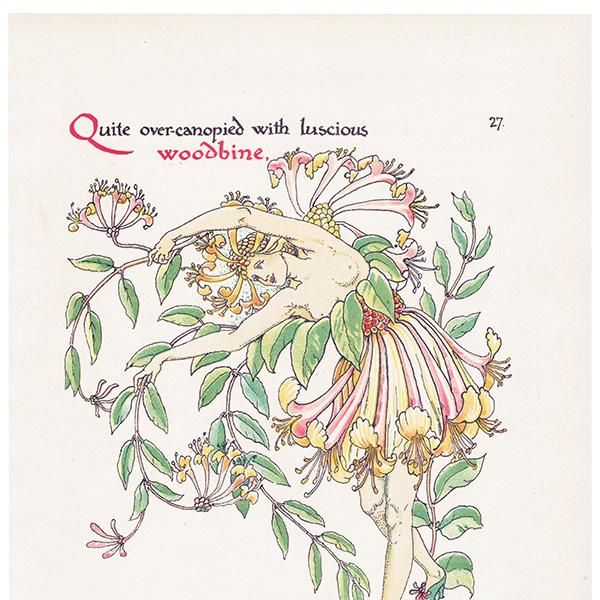 ϥˡåWoodbine Flowers from Shakespeares Garden  륿쥤 1906ǯ  | 2014