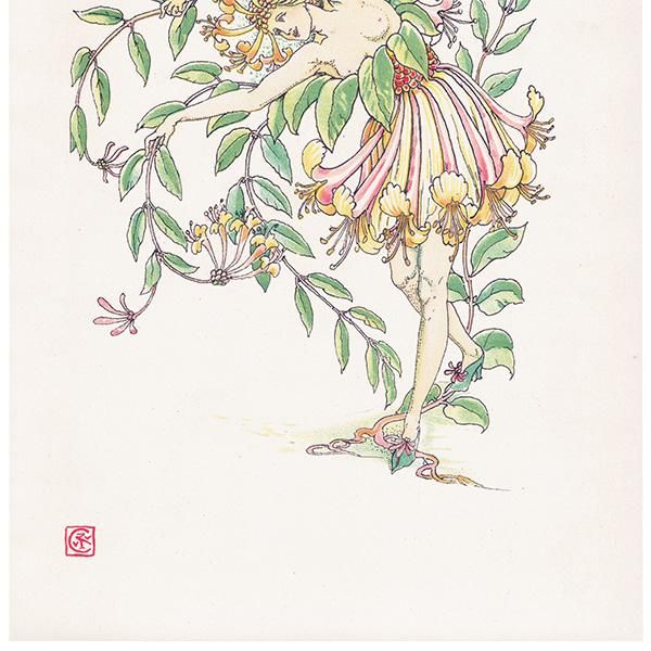 ϥˡåWoodbine Flowers from Shakespeares Garden  륿쥤 1906ǯ  | 2014