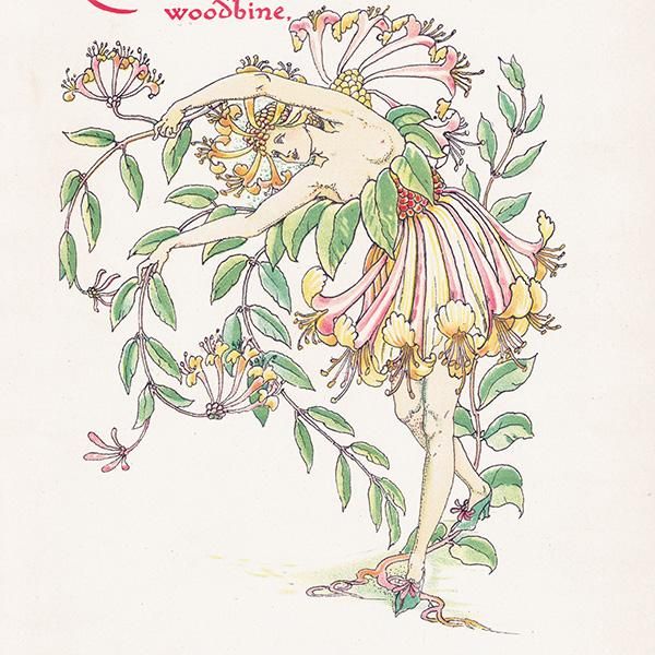 ϥˡåWoodbine Flowers from Shakespeares Garden  륿쥤 1906ǯ  | 2014