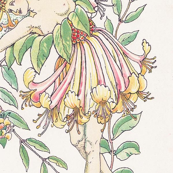 ϥˡåWoodbine Flowers from Shakespeares Garden  륿쥤 1906ǯ  | 2014