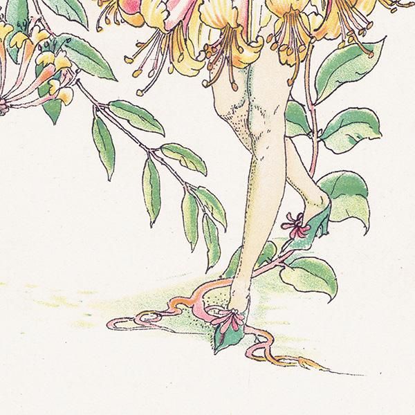 ϥˡåWoodbine Flowers from Shakespeares Garden  륿쥤 1906ǯ  | 2014