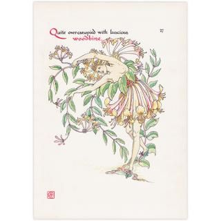 ϥˡåWoodbine Flowers from Shakespeares Garden  륿쥤 1906ǯ  | 2014