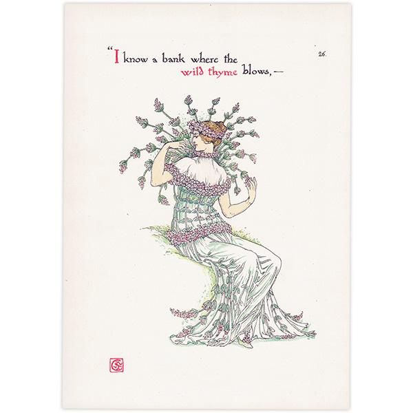 磻ɥwild thyme Flowers from Shakespeares Garden  륿쥤 1906ǯ  | 2016