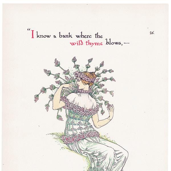磻ɥwild thyme Flowers from Shakespeares Garden  륿쥤 1906ǯ  | 2016