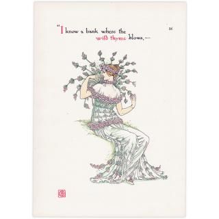 磻ɥwild thyme Flowers from Shakespeares Garden  륿쥤 1906ǯ  | 2016