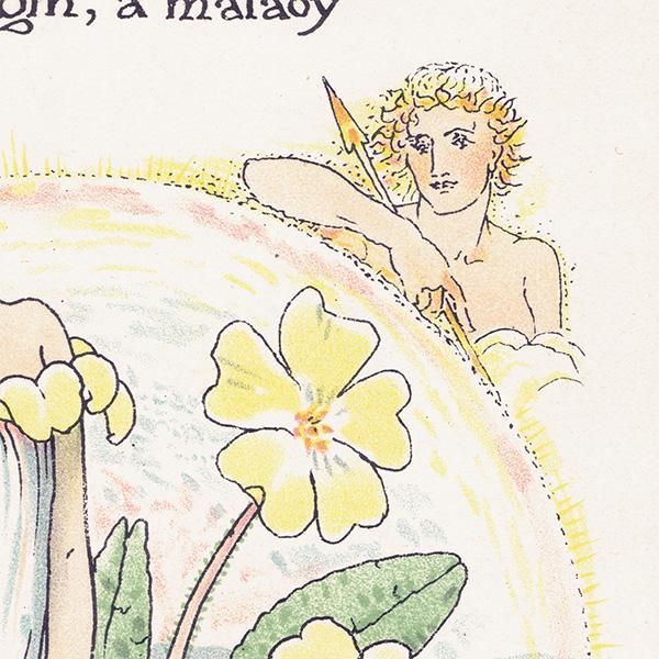 ץprimrose / 饽 Flowers from Shakespeares Garden  륿쥤 1906ǯ  | 2017