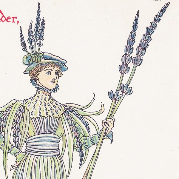 Hot lavenderʥ٥ Flowers from Shakespeares Garden  륿쥤 1906ǯ  | 2018