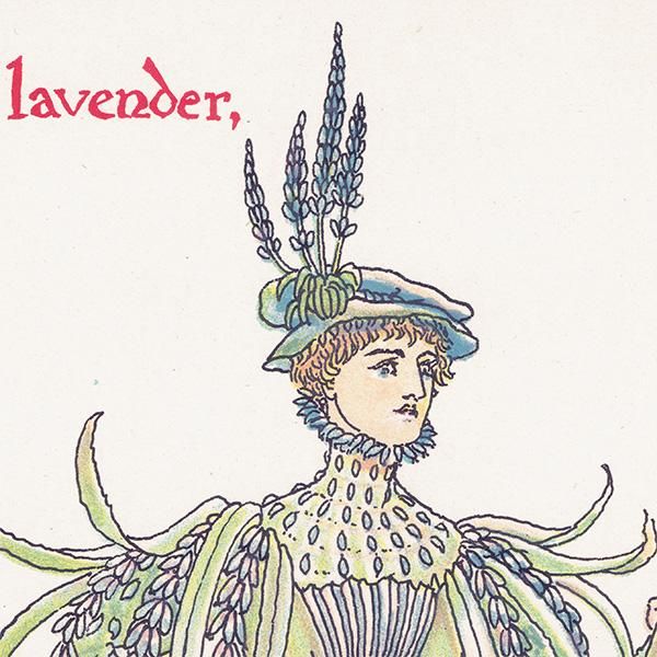 Hot lavenderʥ٥ Flowers from Shakespeares Garden  륿쥤 1906ǯ  | 2018